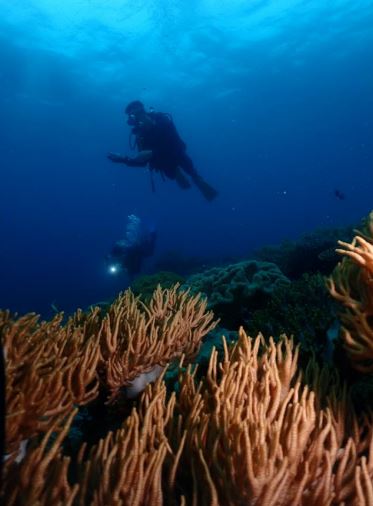 小琉球綠蠵龜潛水住宿 (green turtle scuba diving center) 